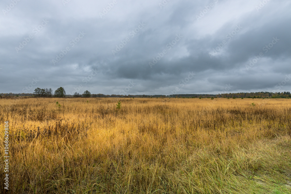 A field of tall grass with a cloudy sky in the background A field of tall grass with a cloudy sky in the background