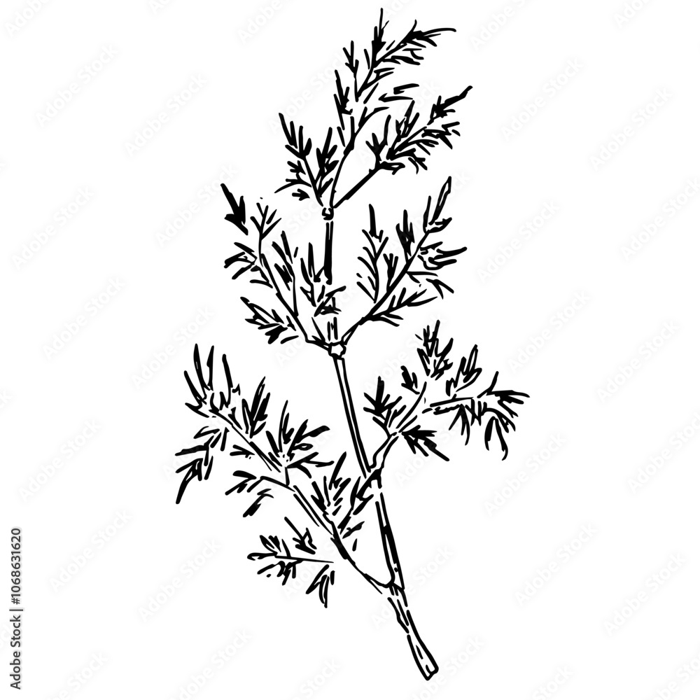 Fototapeta premium Silhouette of inflorescence and leaves of dill. Black and white botanical illustration twig of dill. Medicinal plant. Vitamin seasoning for cooking. Ingredient for receipt.
