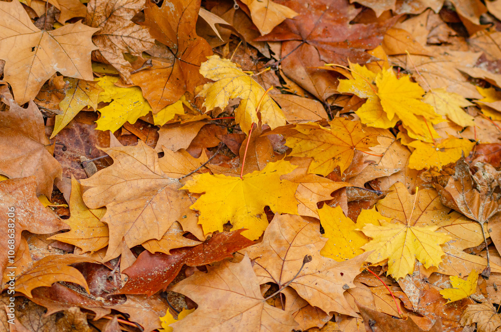 leaves of different colors and species fallen from the trees in fall, wet by the rain. Background for fall concept leaves of different colors and species fallen from the trees in fall, wet by the rain. Background for fall concept