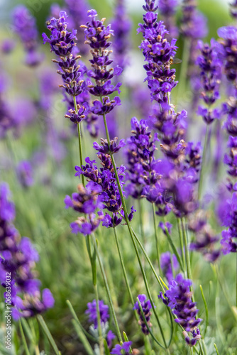 Lavender flowers in the field, vertical orientation