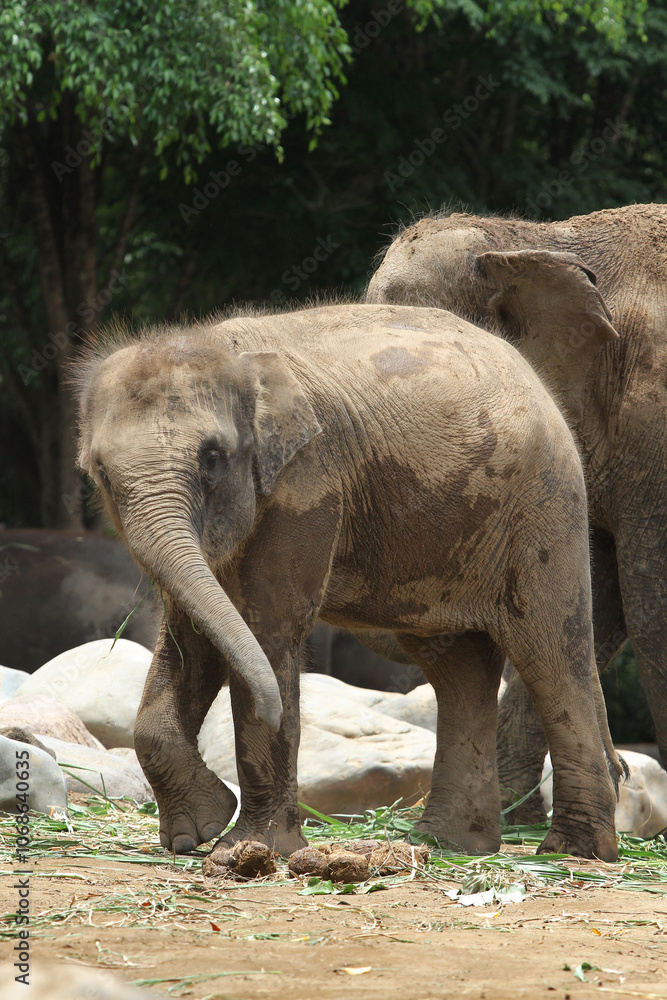 baby elephant in outdoor enclosure at the zoo baby elephant in outdoor enclosure at the zoo