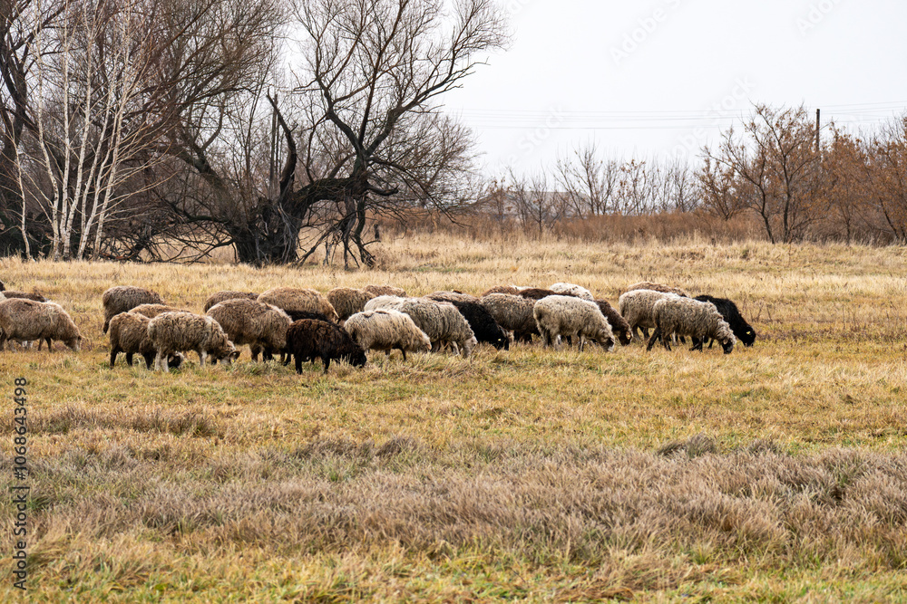 Obraz premium a flock of sheep on free grazing. group of sheep on a pasture stand next to each other. A small herd of sheep in a summer