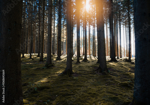 Fototapeta Naklejka Na Ścianę i Meble -  Pine forest in Sweden during autumn.