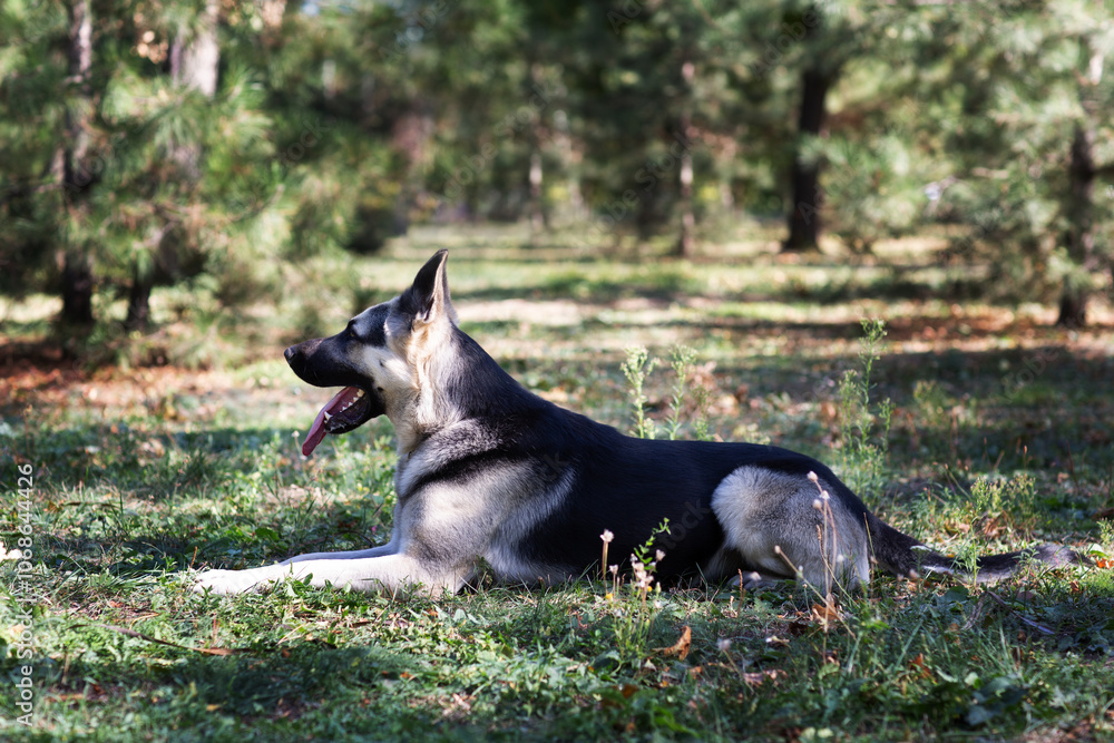 A German Shepherd against the background of nature on a sunny day. Russian Eastern European dog veo close-up. A German Shepherd against the background of nature on a sunny day. Russian Eastern European dog veo close-up.