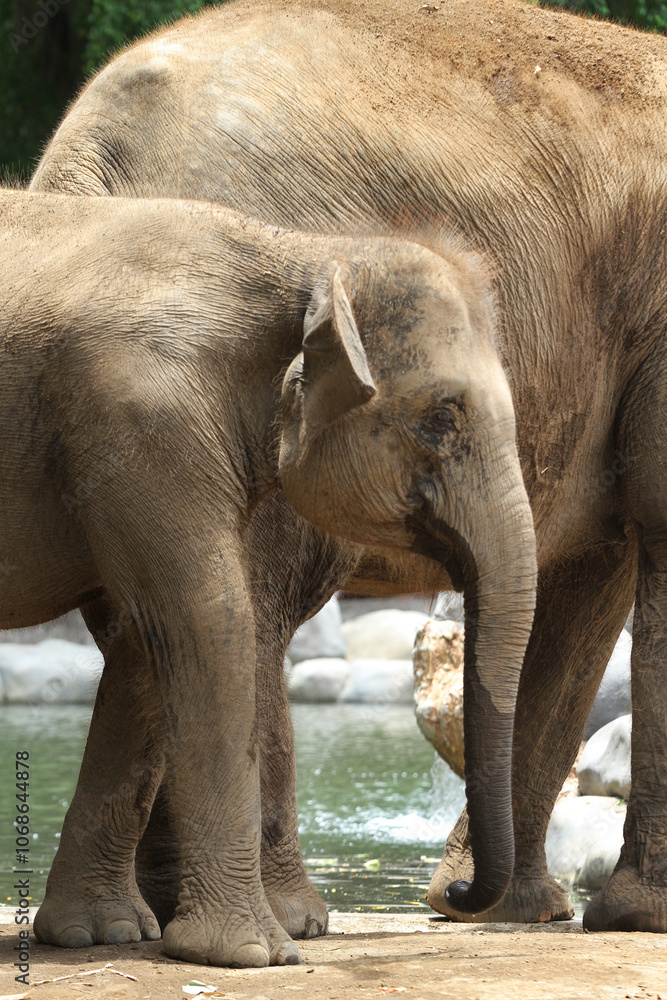 Fototapeta premium baby elephant in outdoor enclosure at the zoo