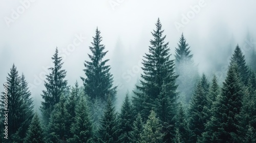 Misty Forest Landscape with Evergreen Trees