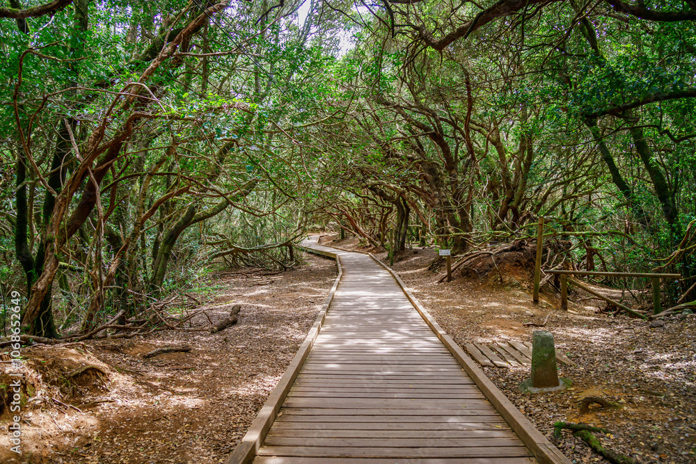 Obraz premium A wooden path in Sendero de los Sentidos walking trail, through the lush laurel forest of Anaga Rural Park, Tenerife