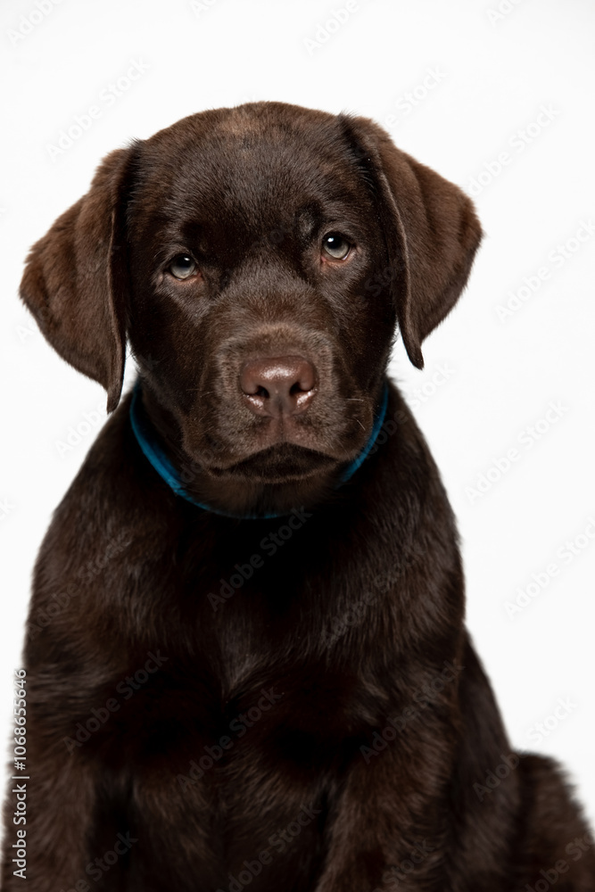 Chocolate Labrador Retriever puppy on a uniform background Chocolate Labrador Retriever puppy on a uniform background