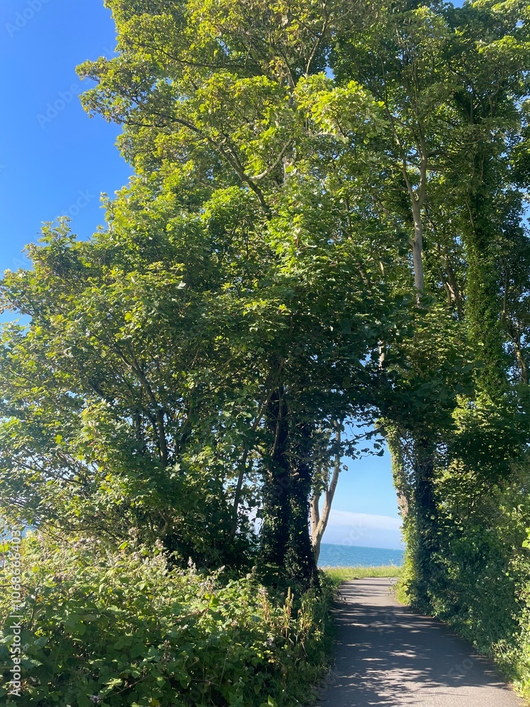Obraz premium Helen’s bay Bangor sunny walk