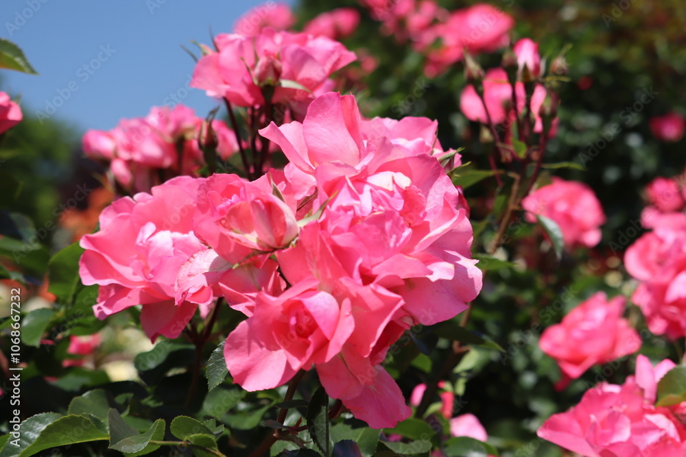 Fototapeta premium Rose garden