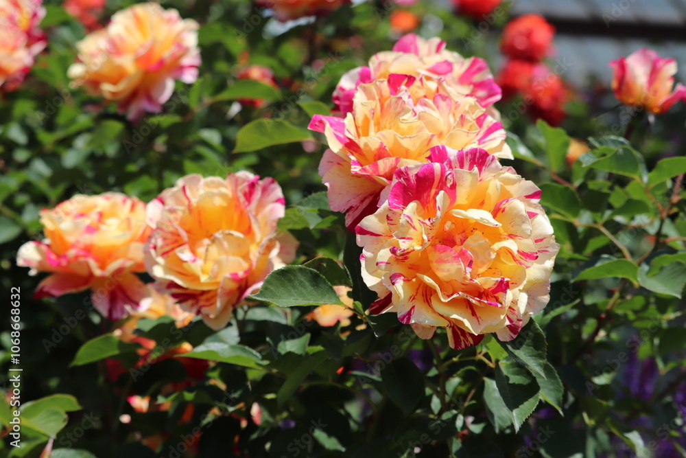 Rose Garden Rose Garden
