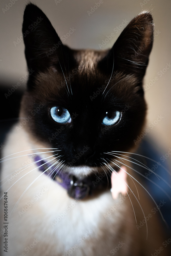 The Black Cat is the Symbol of the Witches of anarcho-syndicalism and Halloween The Black Cat is the Symbol of the Witches of anarcho-syndicalism and Halloween