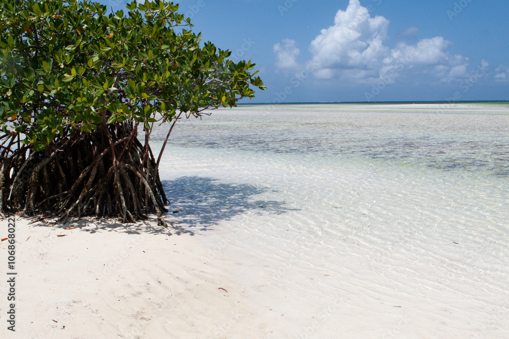 Serene Mangrove Tree on a Sandy Tropical Beach Under Blue Skies Serene Mangrove Tree on a Sandy Tropical Beach Under Blue Skies