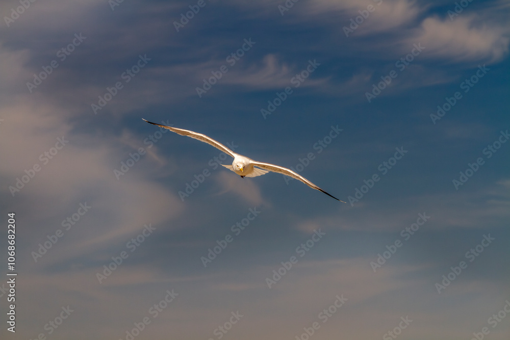 Seagull soars high against a dramatic blue sky, wings outstretched, gliding effortlessly forming a soft, picturesque background. Seagull soars high against a dramatic blue sky, wings outstretched, gliding effortlessly forming a soft, picturesque background.