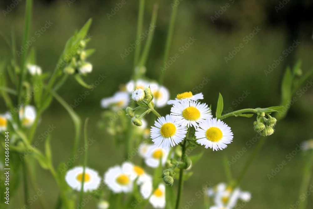 Daisies in a field Daisies in a field