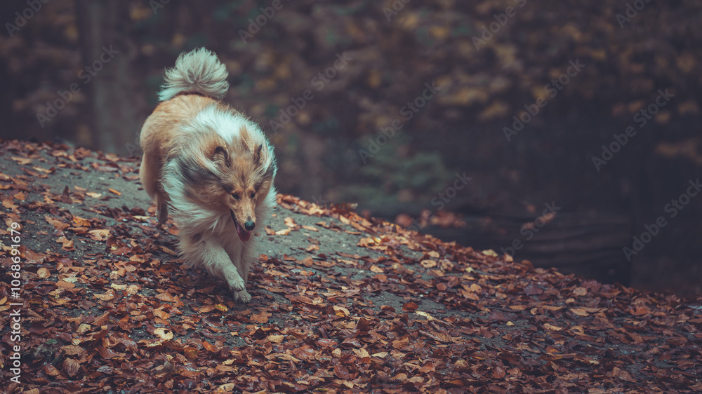Fototapeta premium Portrait schöner rough Collies sable white Langhaar schottisch läuft outdoor im goldenen Herbst Wald Var. 10