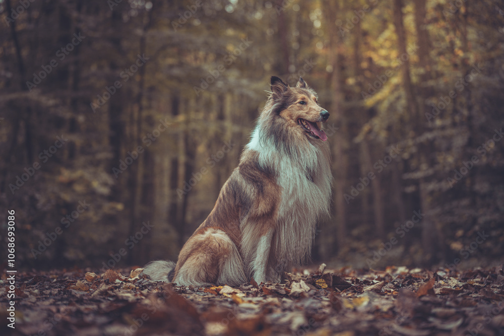 Portrait schöne rough Collies dark sable white Langhaar schottisch sitzt outdoor im goldenen Herbst Wald Portrait schöne rough Collies dark sable white Langhaar schottisch sitzt outdoor im goldenen Herbst Wald