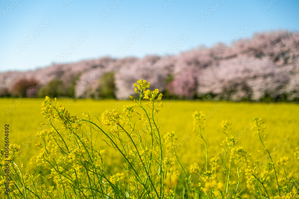 Obraz premium 権現堂堤の桜並木と菜の花 埼玉県幸手市権現堂公園
