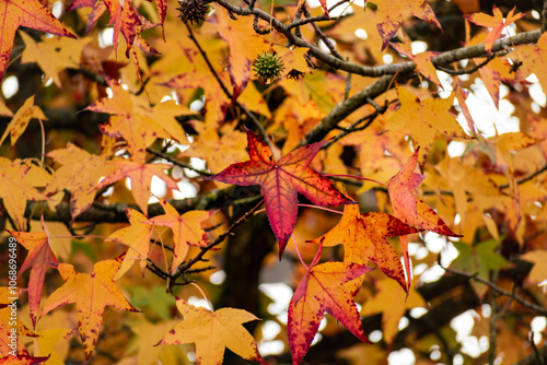 Sweetgum, liquidambar tree or copalm balsam with fall foliage and seeds, altingiaceae