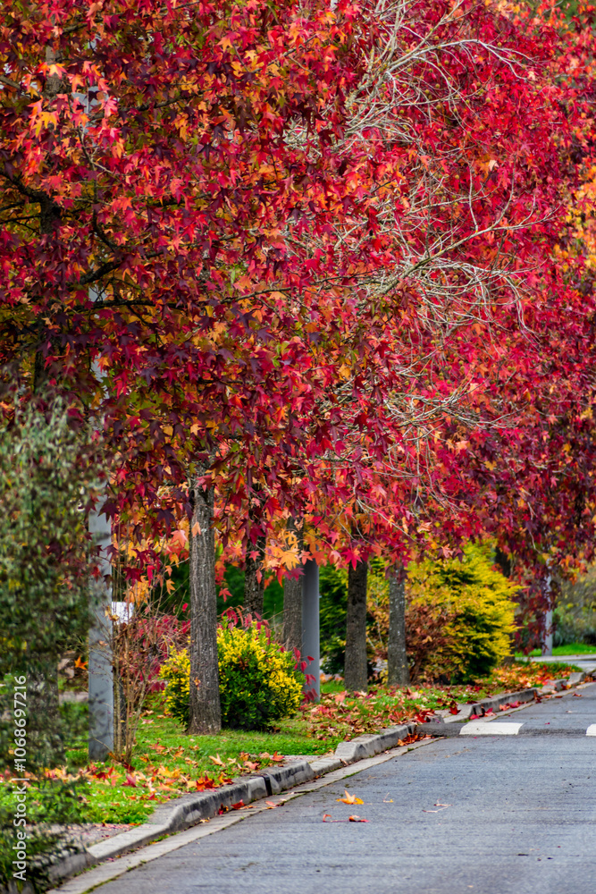 Sweetgum, liquidambar tree or copalm balsam with fall foliage and seeds, altingiaceae Sweetgum, liquidambar tree or copalm balsam with fall foliage and seeds, altingiaceae