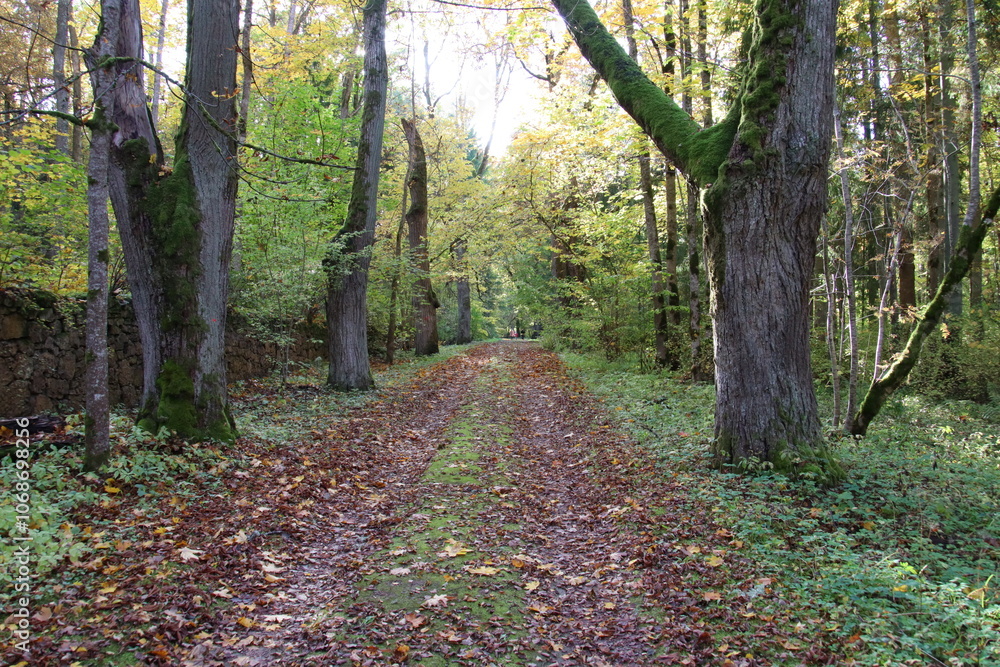 path in autumn forest path in autumn forest