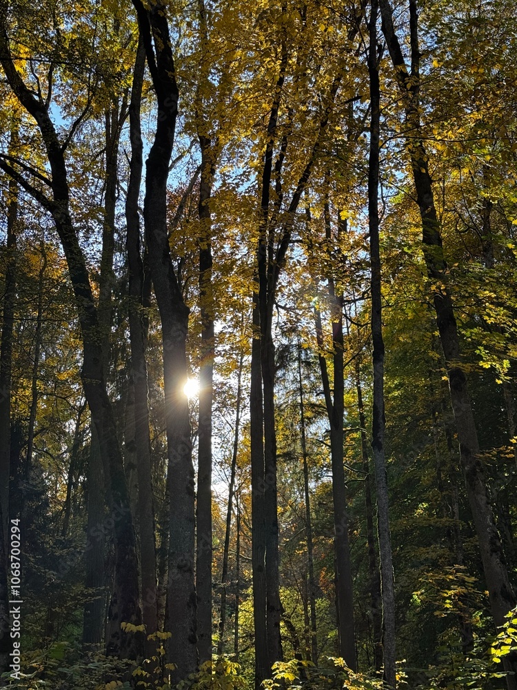 autumn in the forest autumn in the forest