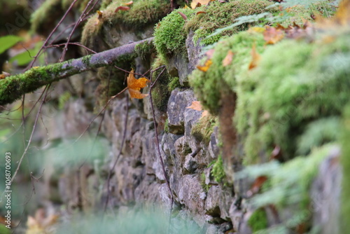 moss on a tree