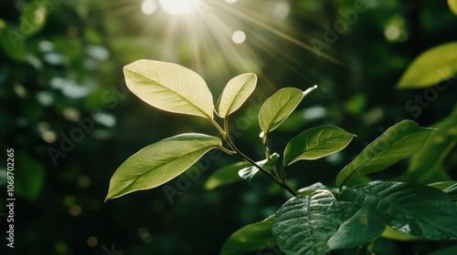 緑豊かな森を背景にした太陽の光に照らされた葉