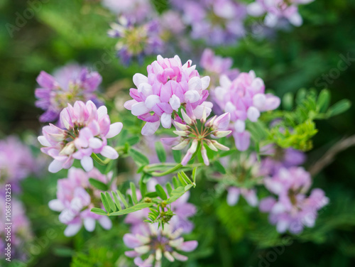 USA, Virginia, Blacksburg, Close-up of purple clover bloom photo