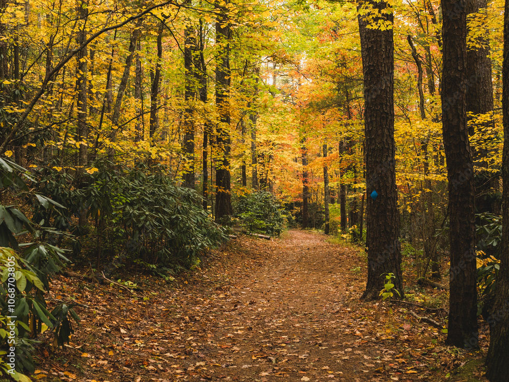 USA, Virginia, Blacksburg, Trees and footpath in forest in autumn USA, Virginia, Blacksburg, Trees and footpath in forest in autumn