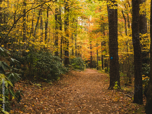 USA, Virginia, Blacksburg, Trees and footpath in forest in autumn