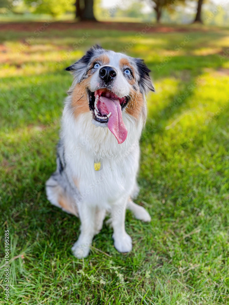USA, Virginia, Blacksburg, Blue Merle Australian Shepherd sitting on grass USA, Virginia, Blacksburg, Blue Merle Australian Shepherd sitting on grass
