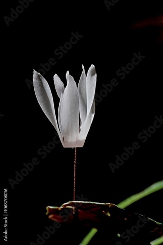 Cretan Cyclamen - Cyclamen creticum, Crete photo