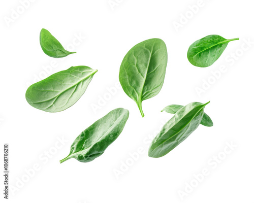 Fresh raw spinach leaves are falling from above. healthy food. transparent background