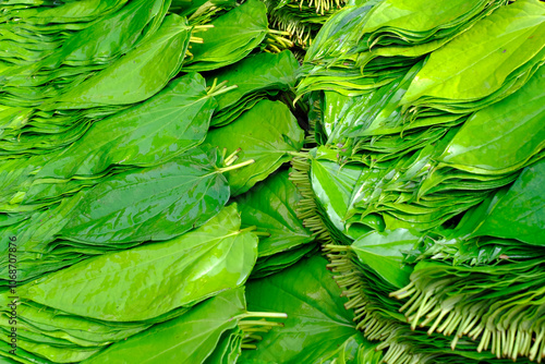 Fotografie Fresh green betel leaves arranged in baskets in a Pune market, India