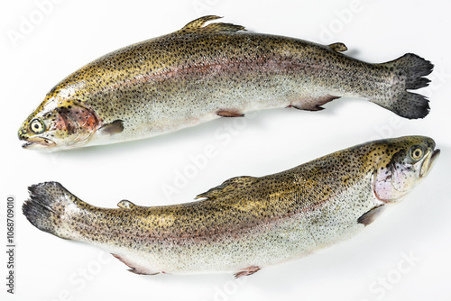 Raw salmon trout on white. Fjord Trout