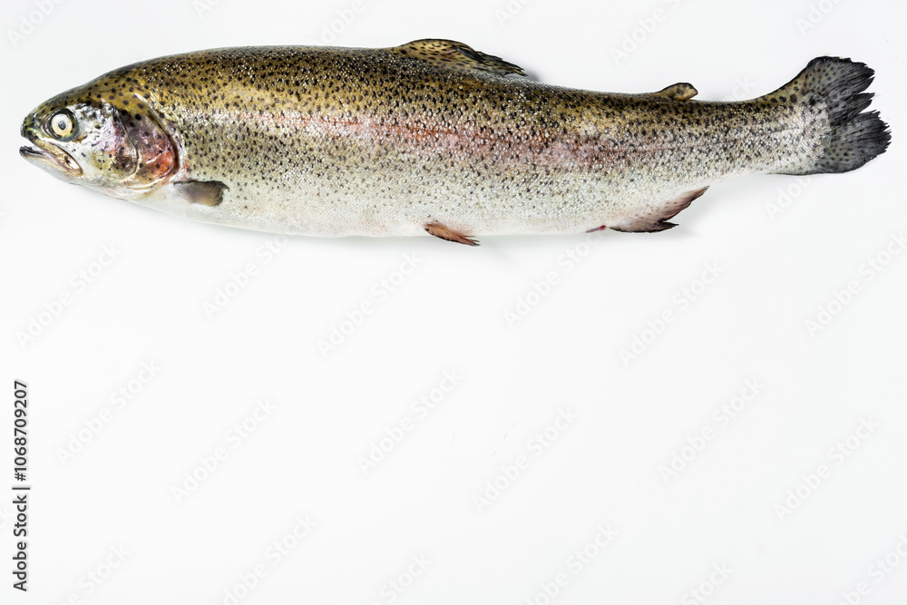 Raw salmon trout on white. Fjord Trout Raw salmon trout on white. Fjord Trout