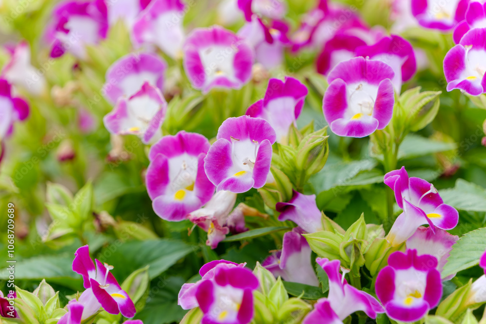 Vibrant Pink Torenia Flowers in Full Bloom Vibrant Pink Torenia Flowers in Full Bloom
