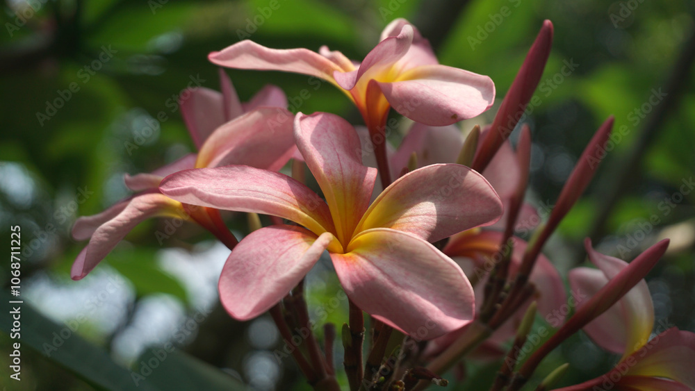 Blooming pink frangipani flowers in the garden. Plumeria flowers.