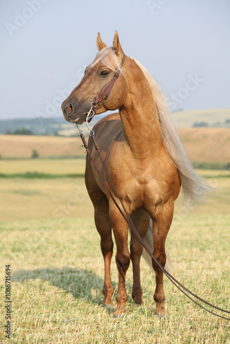 Amazing quarter horse with long mane