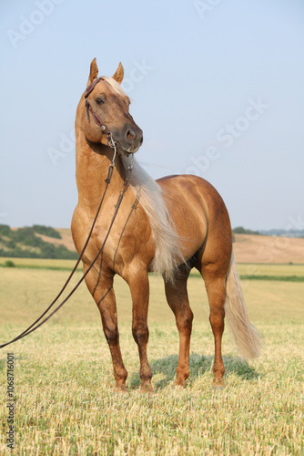 Amazing quarter horse with long mane