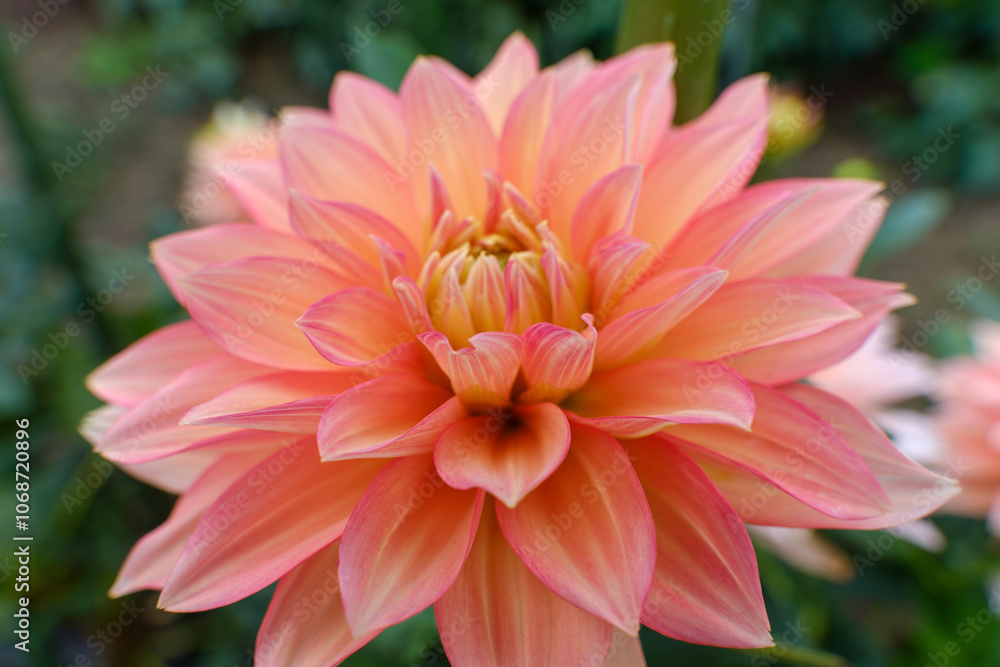 Elegant Peach Dahlia in Full Bloom Elegant Peach Dahlia in Full Bloom