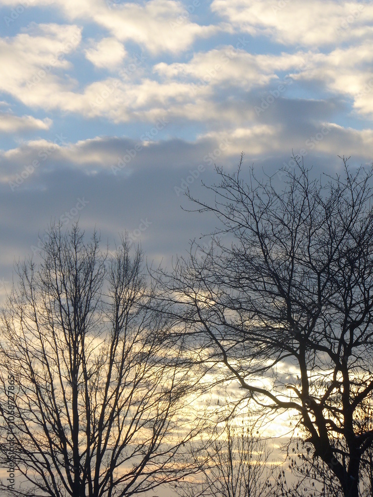 Black branches trees, blue sky with clouds and sunlight on winter evening time - natural view. Topics: cold, vegetation, climate, weather, meteorology, natural environment, season, nature Black branches trees, blue sky with clouds and sunlight on winter evening time - natural view. Topics: cold, vegetation, climate, weather, meteorology, natural environment, season, nature
