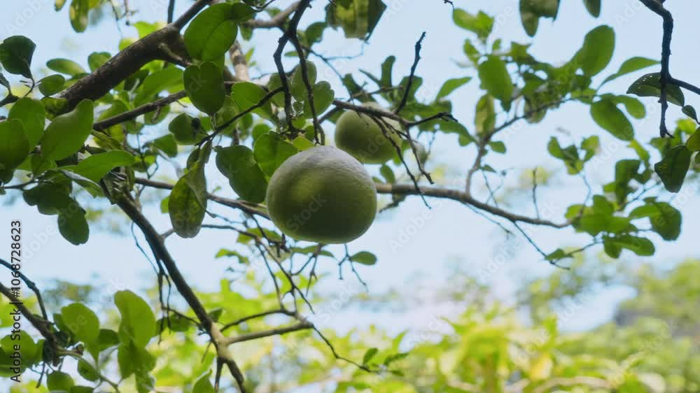 Green Pomelo Hanging From Tree In A Natural Outdoor Setting Green Pomelo Hanging From Tree In A Natural Outdoor Setting