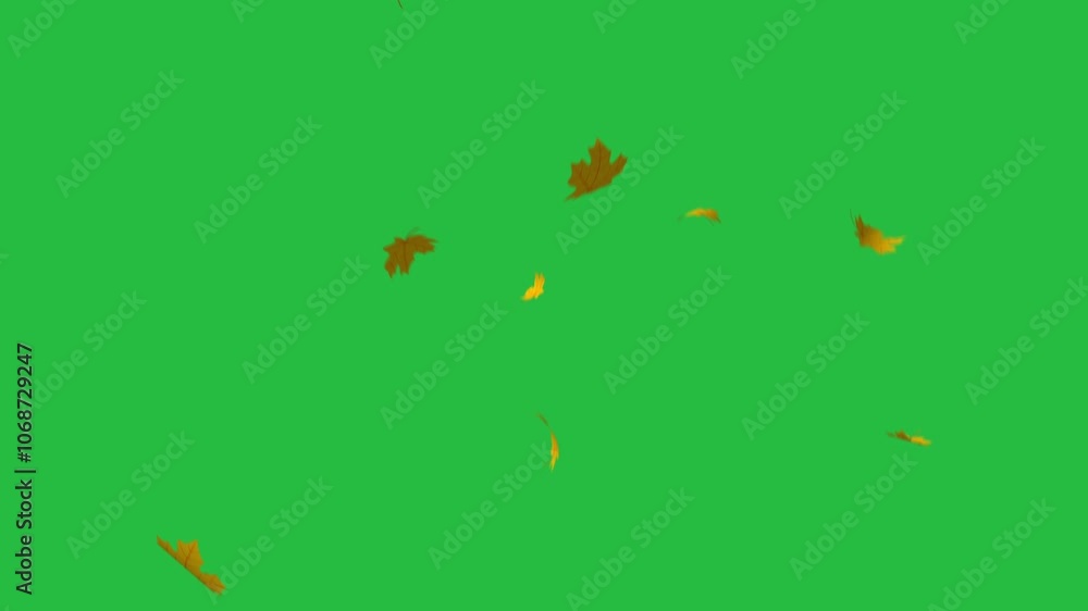 Falling maple autumn leaves on an isolated green screen background