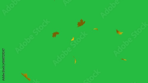 Falling maple autumn leaves on an isolated green screen background