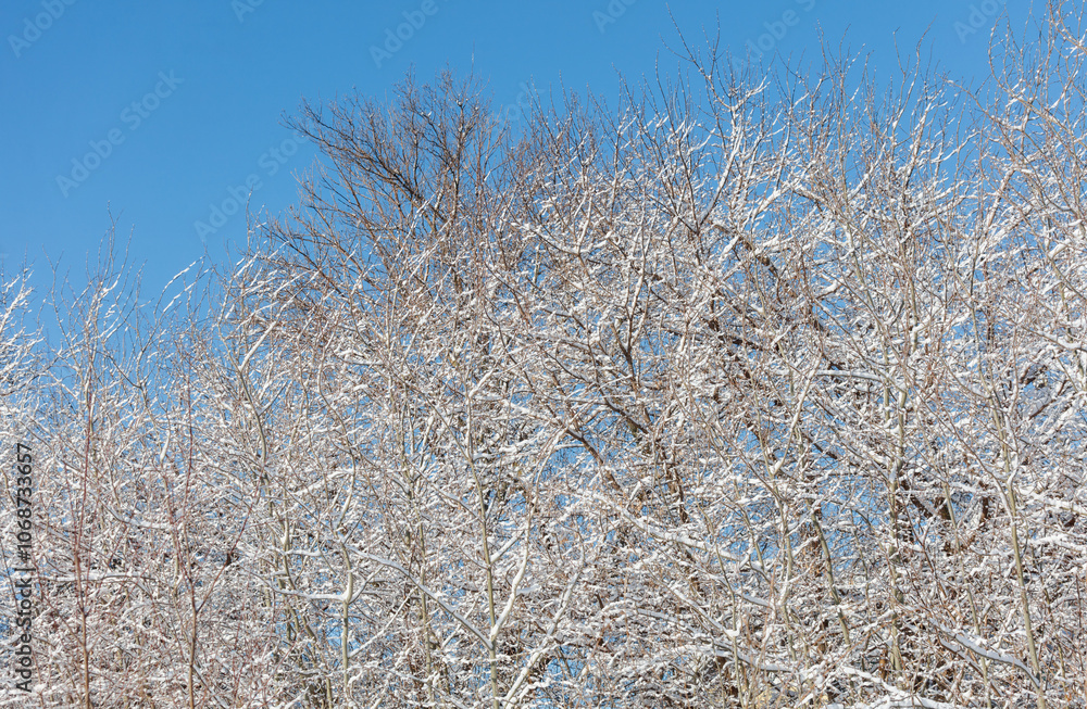 A tree with snow on it and a blue sky in the background A tree with snow on it and a blue sky in the background
