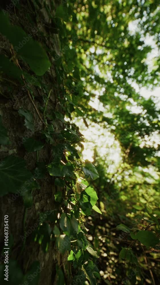 Close-Up Of Ivy Leaves Climbing A Rough Tree Trunk