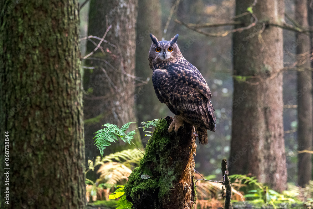 Obraz premium Uhu