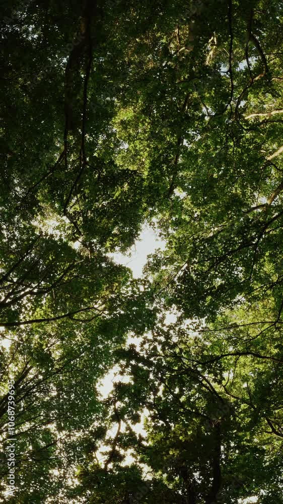 Low Angle Rotating View Of Trees And Sunlight Low Angle Rotating View Of Trees And Sunlight